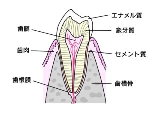 歯の構造と歯周組織