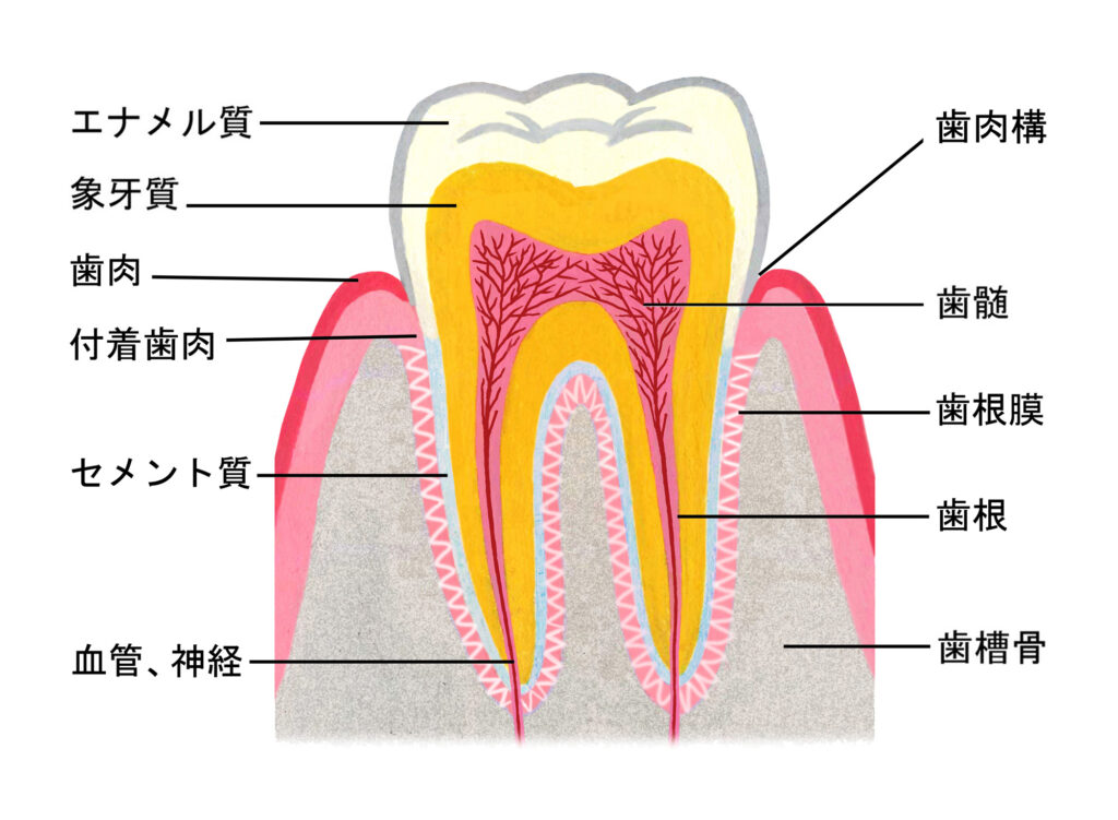 歯の構造